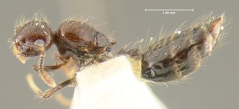 Media type: image; Entomology 22240   Aspect: habitus lateral view